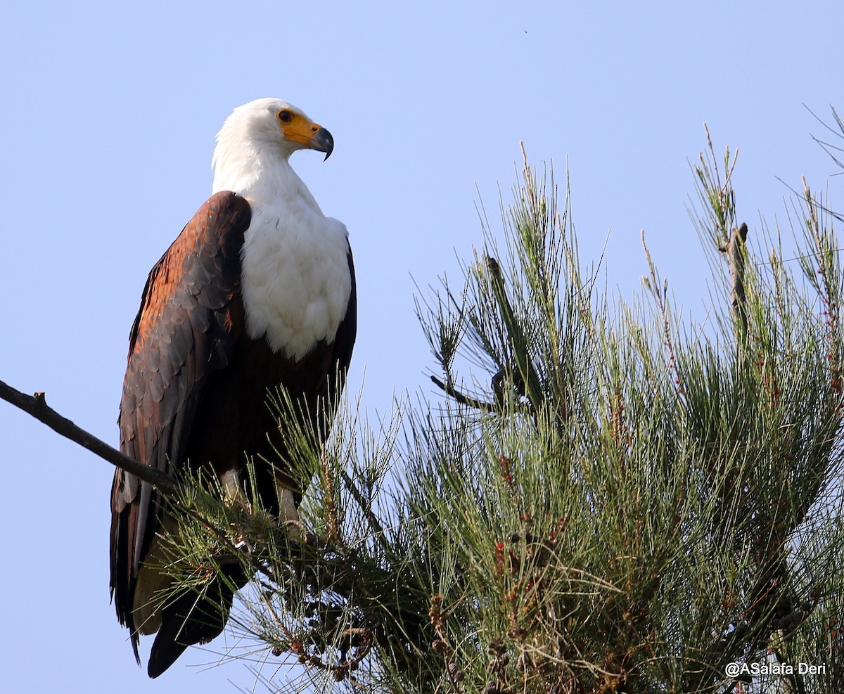 African Fish-Eagle - ML214680621
