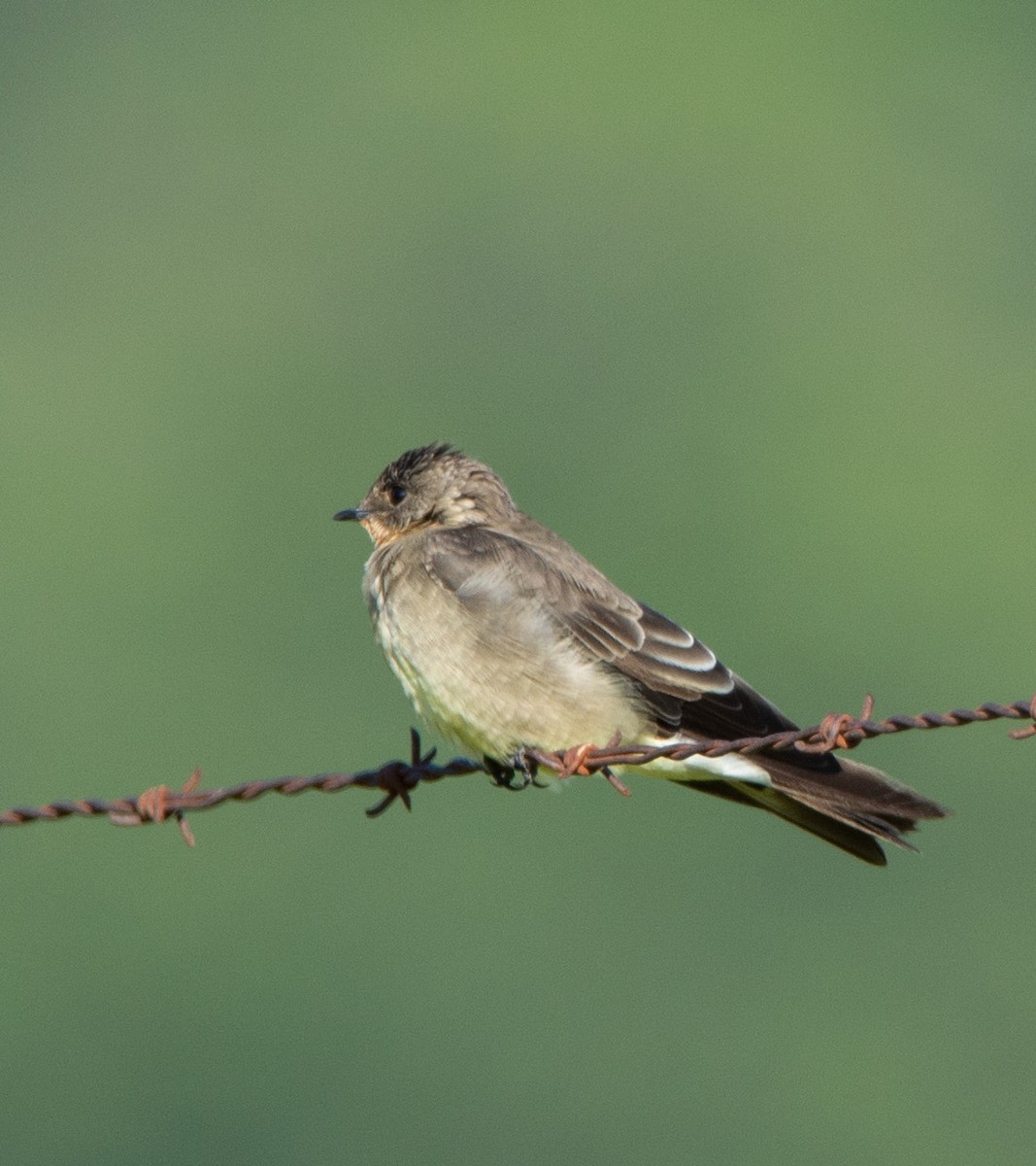 Southern Rough-winged Swallow - ML214682551