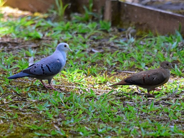 Male and female - Blue Ground Dove - 