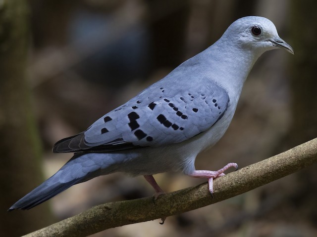 Male - Blue Ground Dove - 