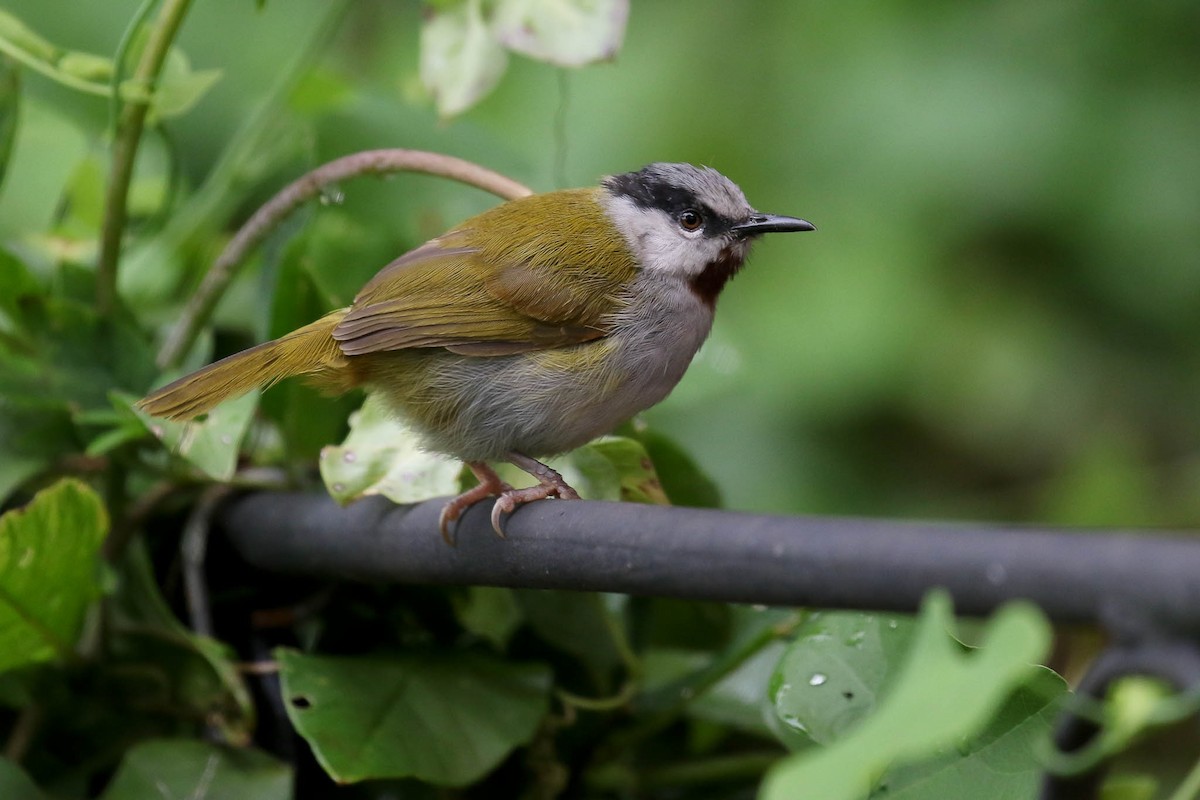 Gray-capped Warbler - Michael O'Brien