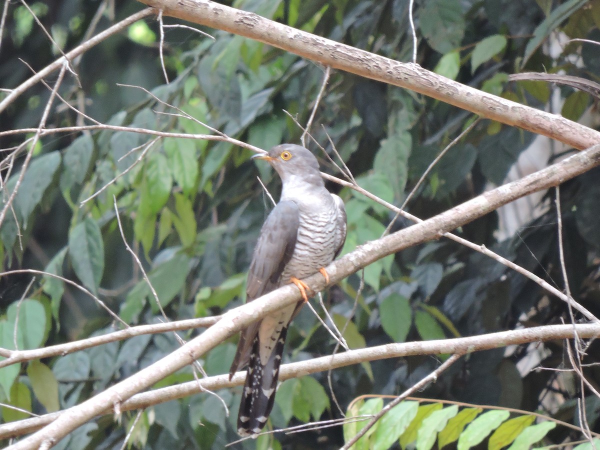 African Cuckoo - ML214686401