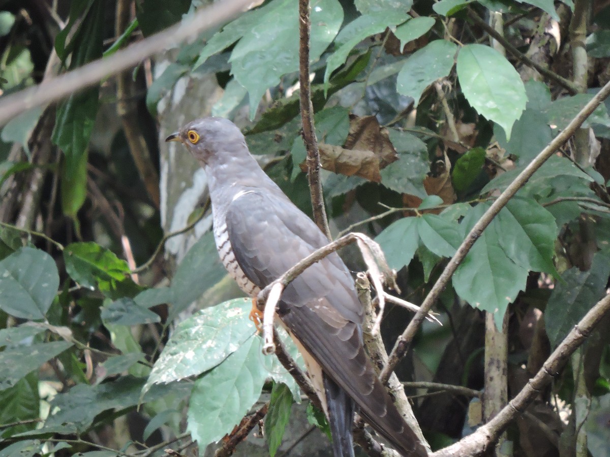 African Cuckoo - ML214686421