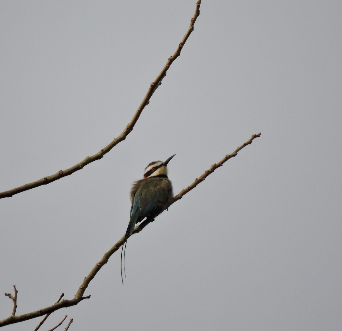 White-throated Bee-eater - ML214686521