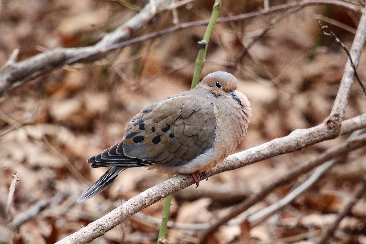 Mourning Dove - Tom Younkin