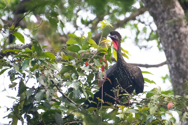 Crested Guan