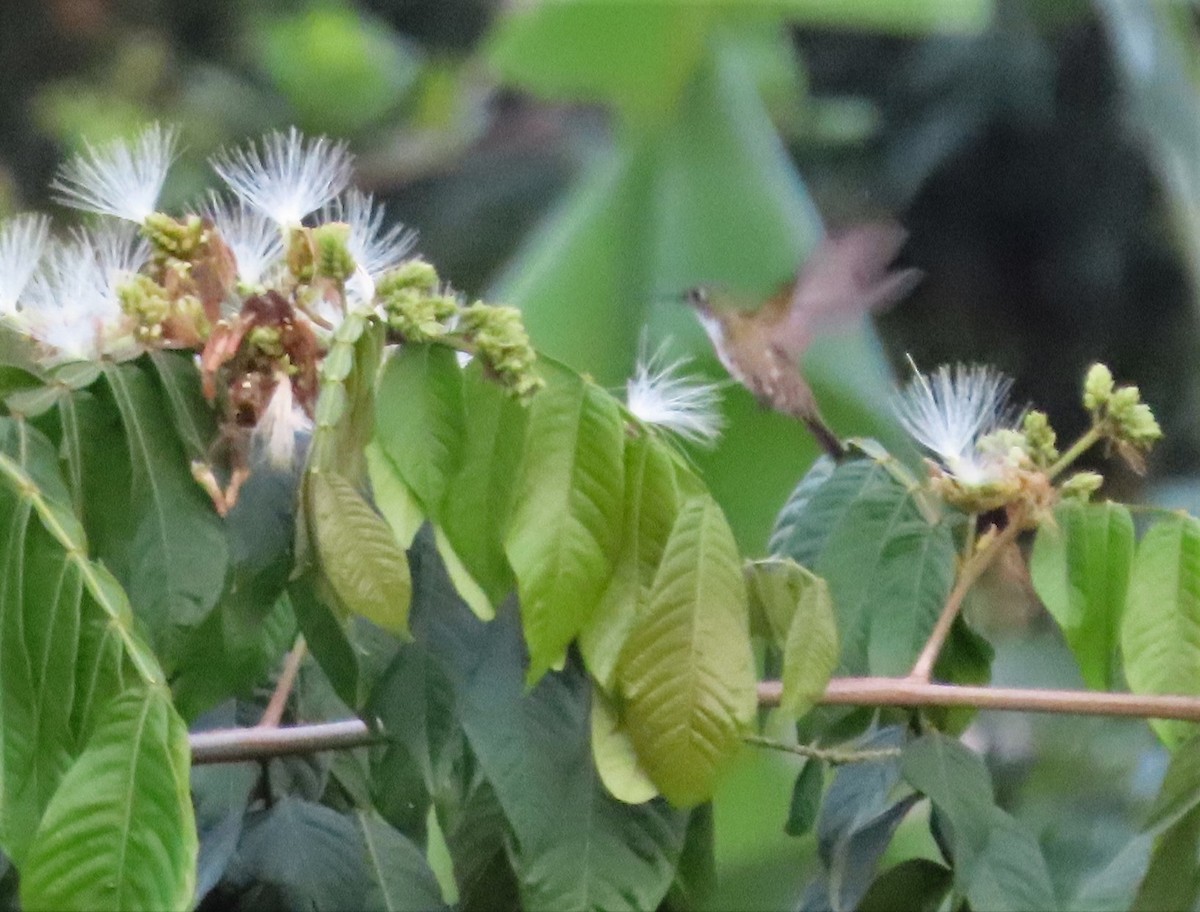 kolibřík azurovotemenný (ssp. chlorostephana) - ML214699671