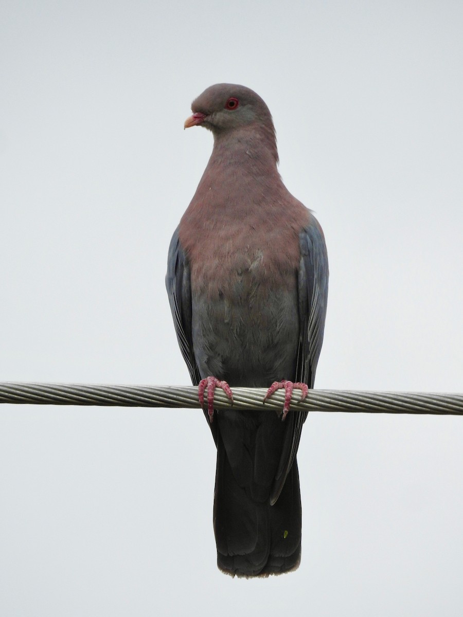Red-billed Pigeon - Curtis Smith