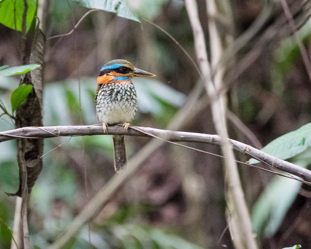 Spotted Kingfisher - ML214704431