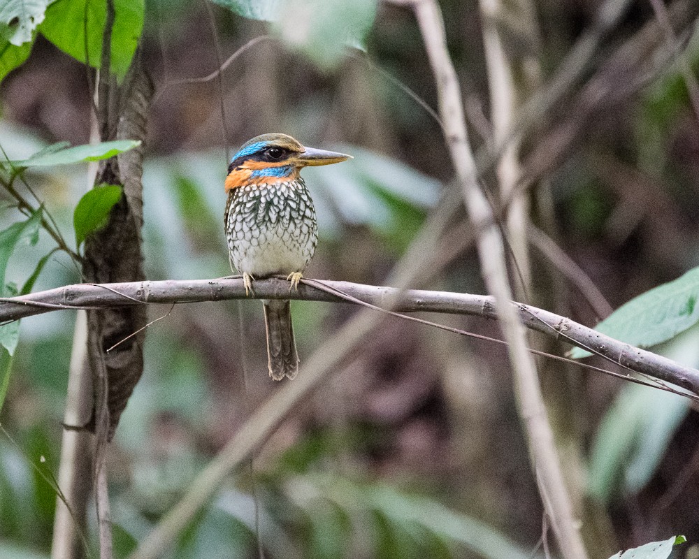 Spotted Kingfisher - ML214704441