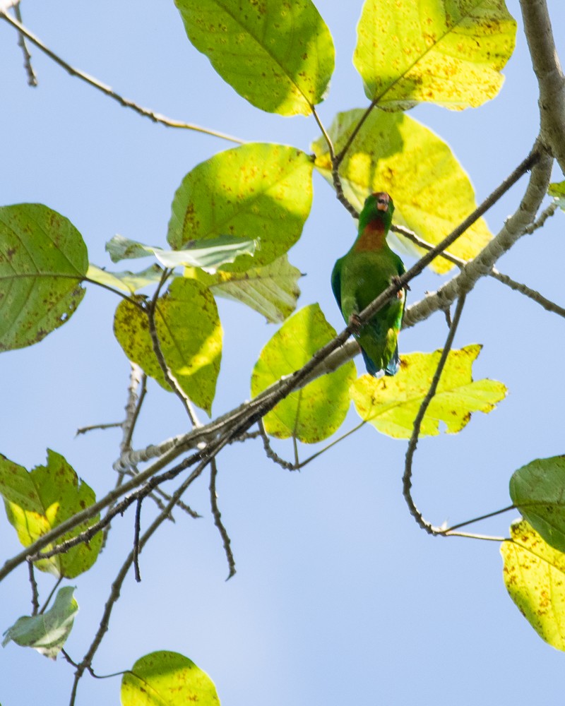 Philippine Hanging-Parrot - Z A Lloyd