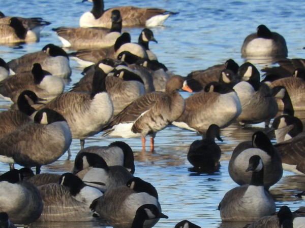 Greater White-fronted Goose - Brian White