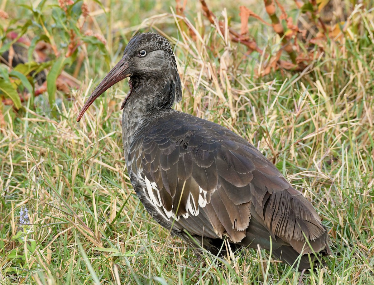 ibis etiopský - ML214708941