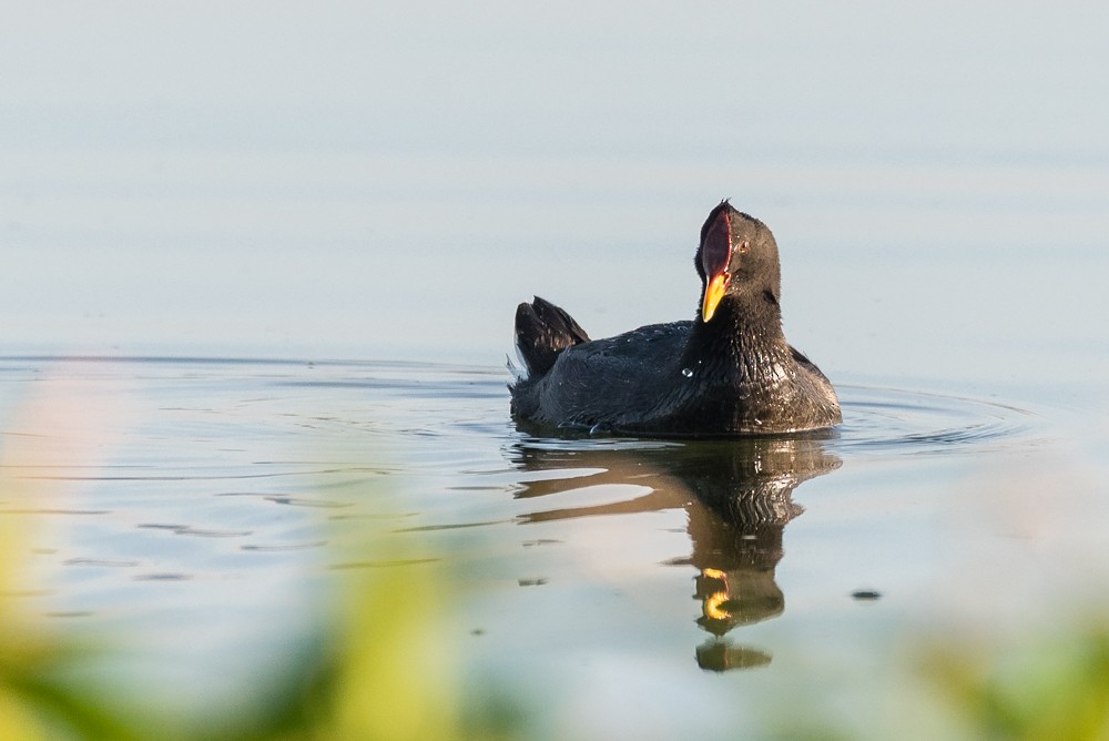 Red-fronted Coot - Ralph Hatt