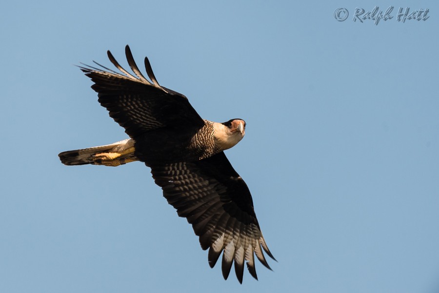 Crested Caracara (Southern) - ML214710901