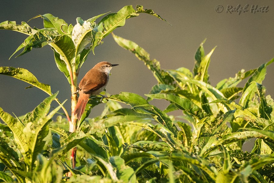 Yellow-chinned Spinetail - ML214710921