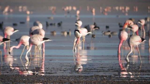 Andean Flamingo - ML214713351