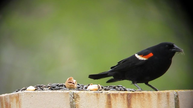 Red-winged Blackbird (Red-winged) - ML214714311
