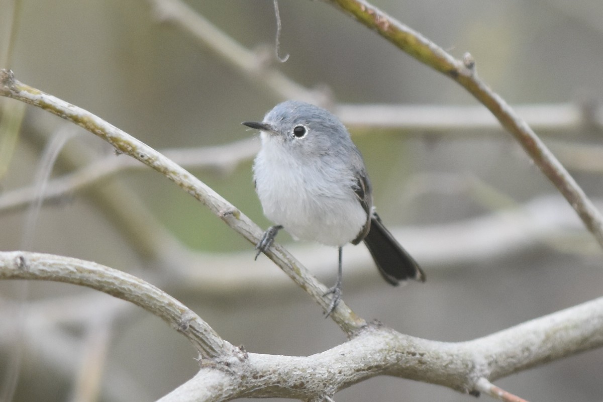 ML214717741 Blue-gray Gnatcatcher (obscura Group) Macaulay Library