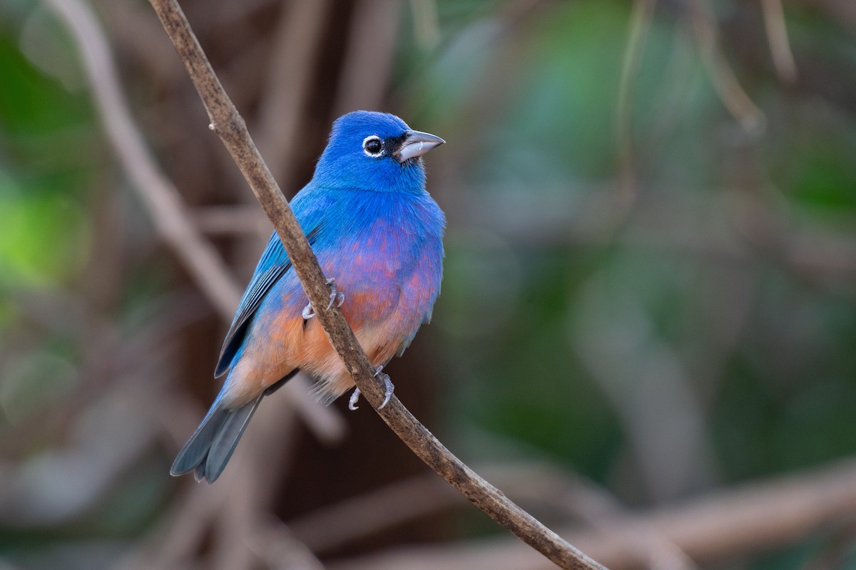 Rose-bellied Bunting - Ana Paula Oxom