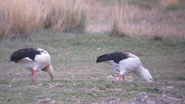 Andean Goose - ML214720041