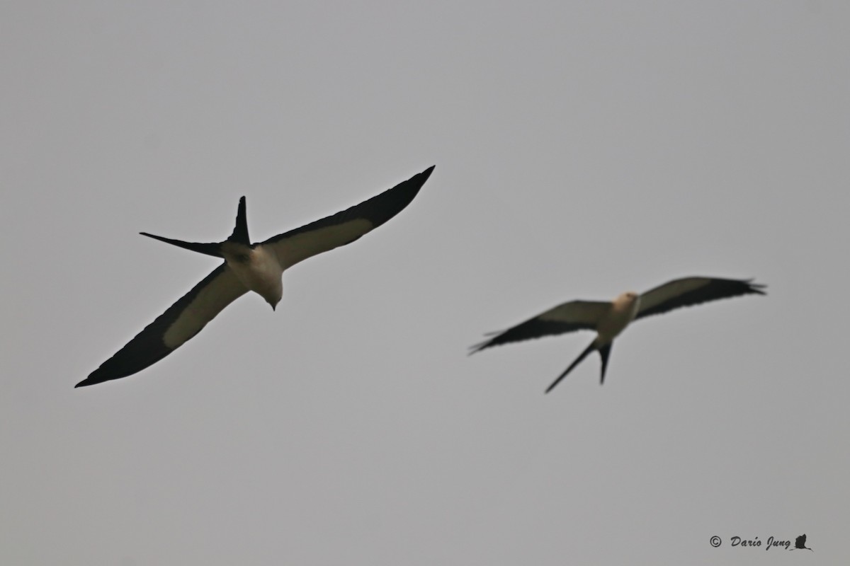 Swallow-tailed Kite - ML214721591