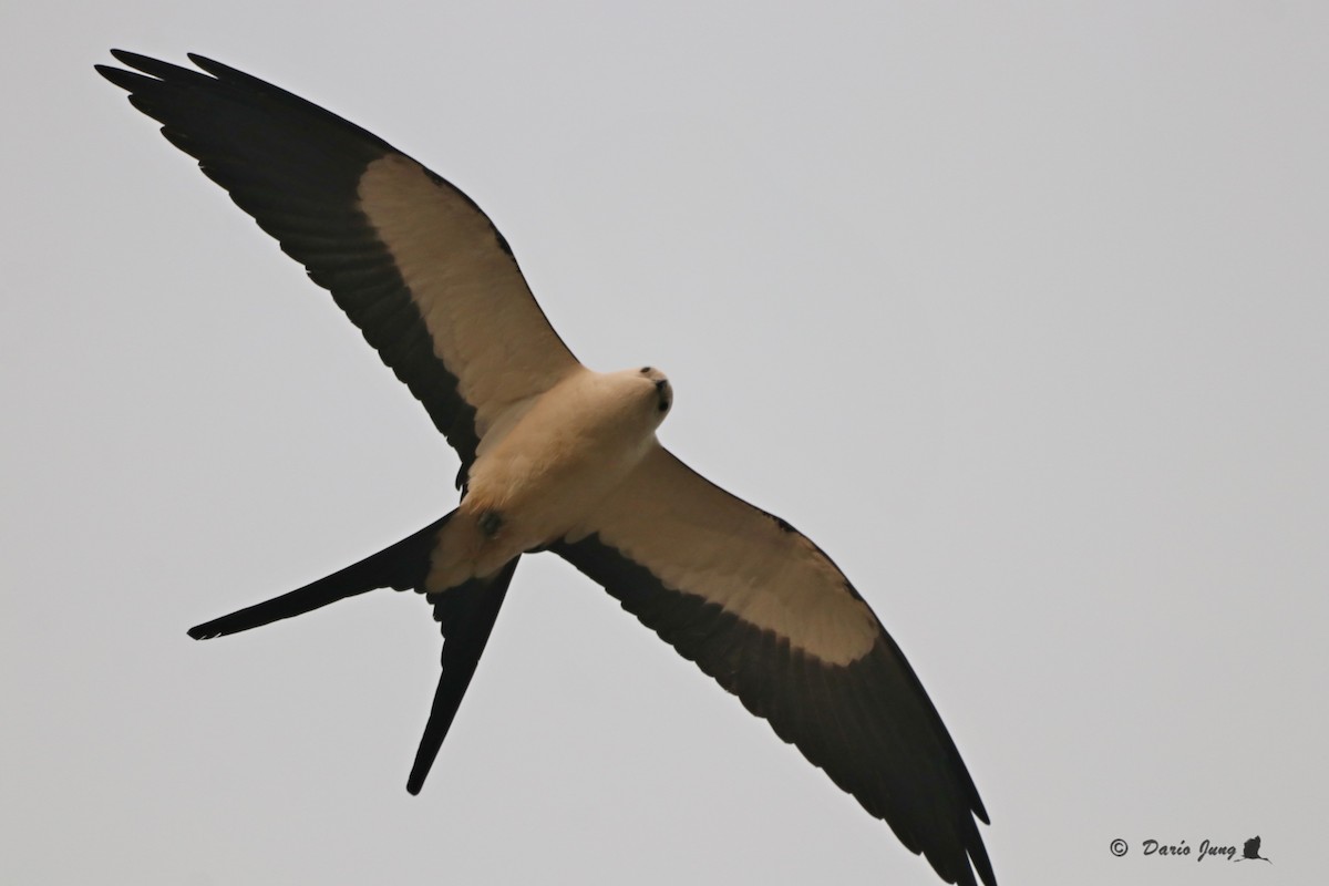 Swallow-tailed Kite - ML214721601