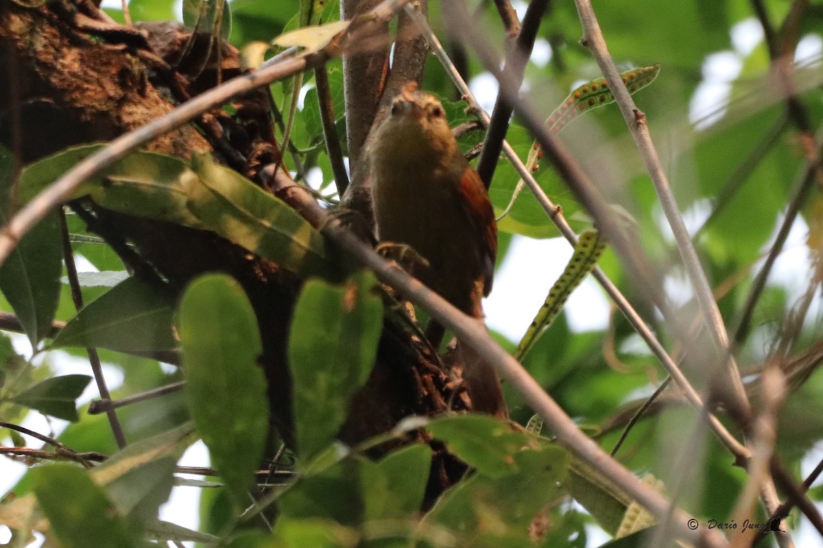 Olive Spinetail - ML214723511