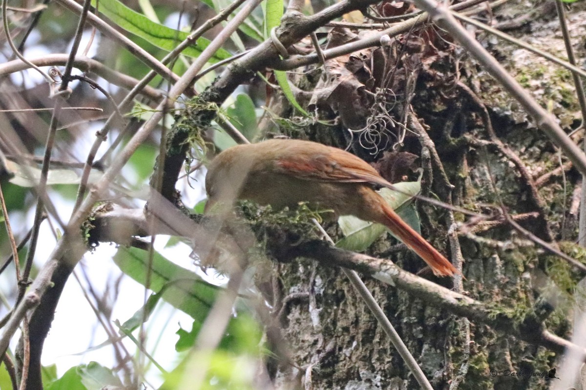Olive Spinetail - ML214723571