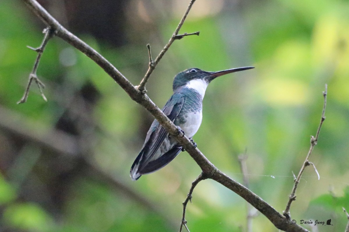 White-throated Hummingbird - Darío Jung