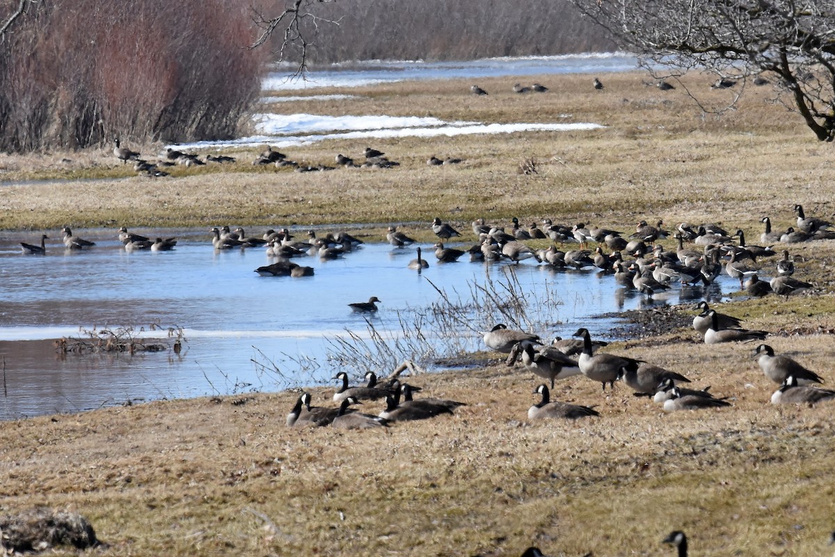 eBird Checklist - 10 Mar 2020 - Manitowoc River, Collins Rd. - 12 species