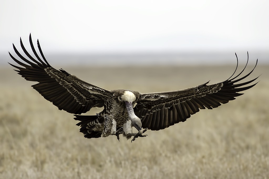 White-backed Vulture/Rüppell's Griffon - ML214729961