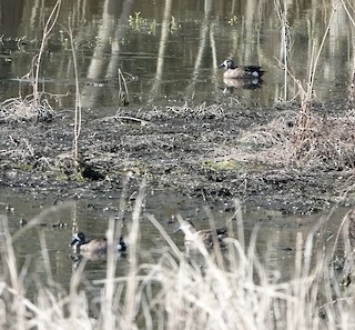 Blue-winged Teal, ML214730491