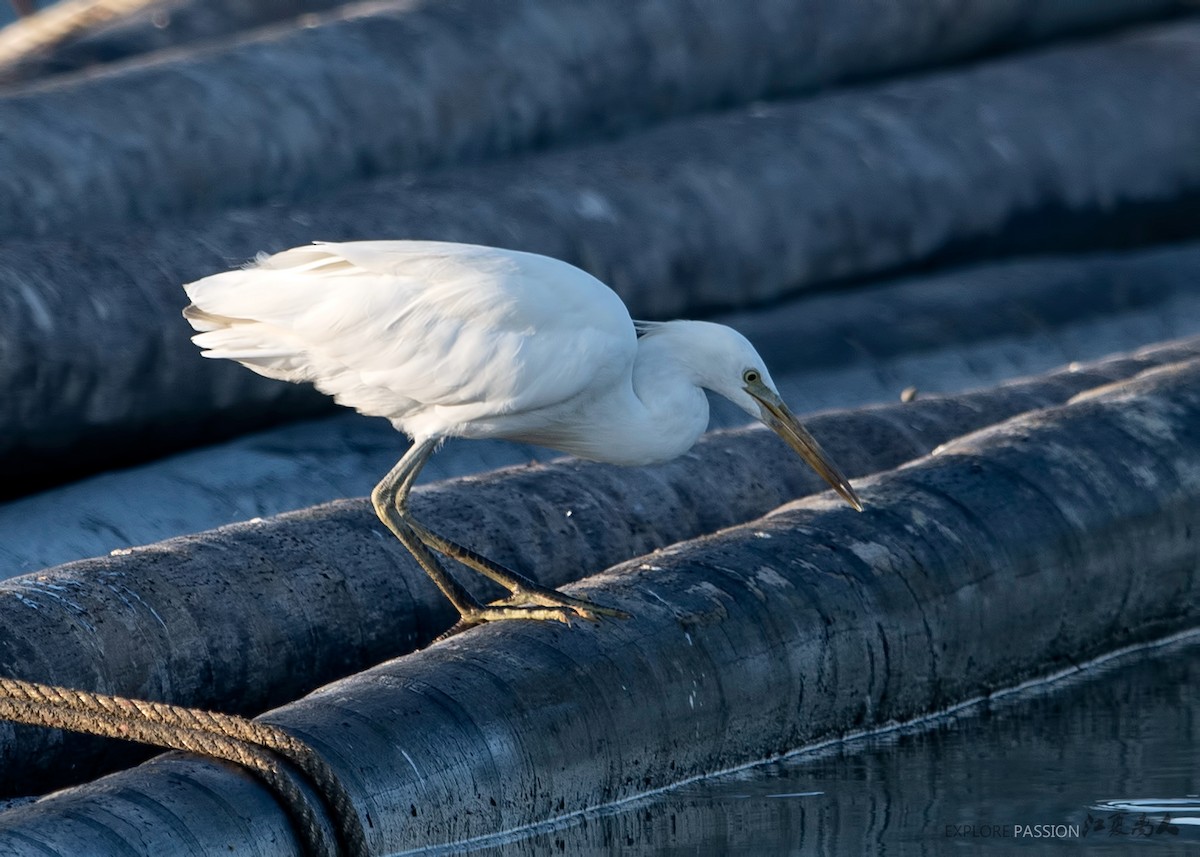 Chinese Egret - Wai Loon Wong