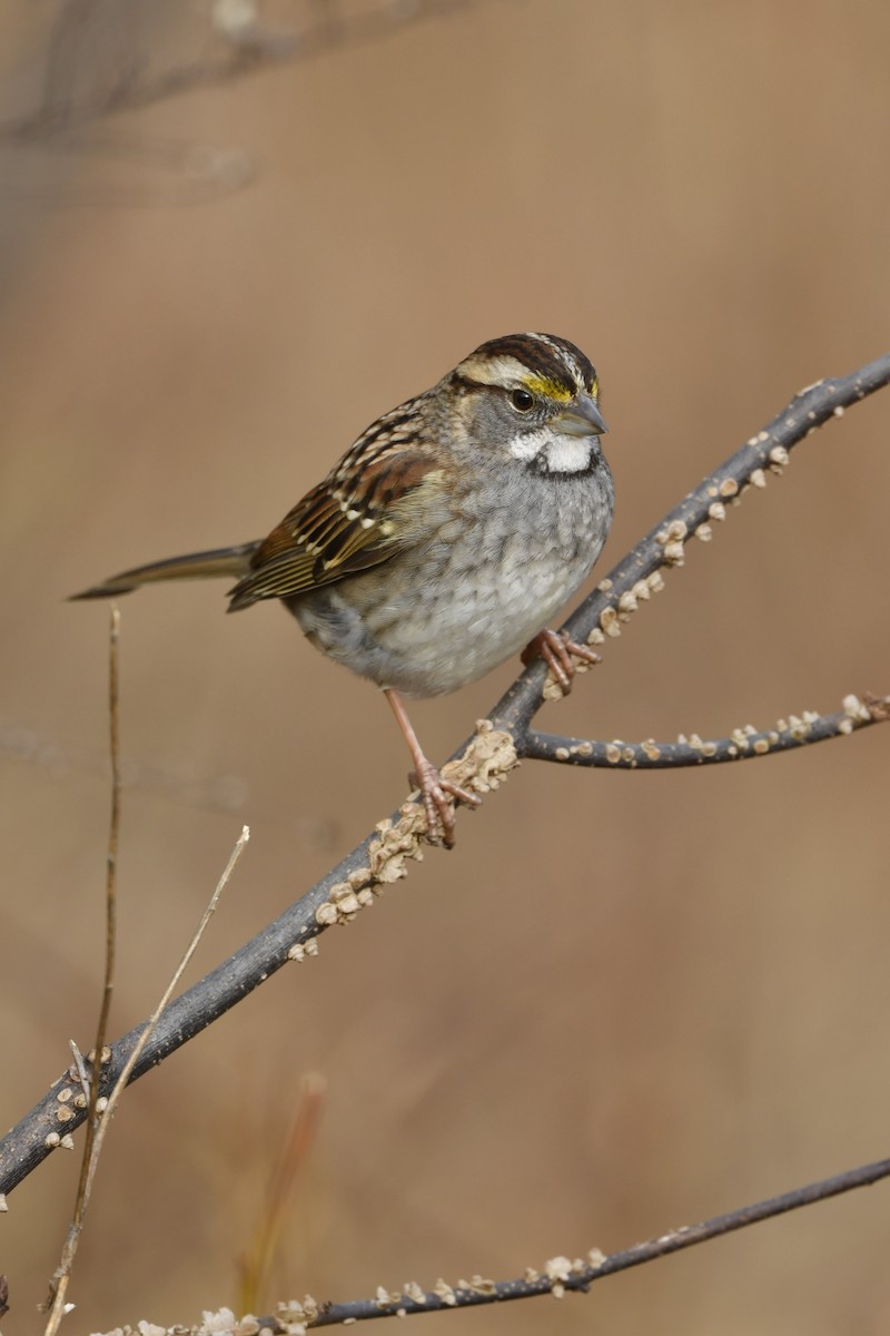 White-throated Sparrow - ML214731111