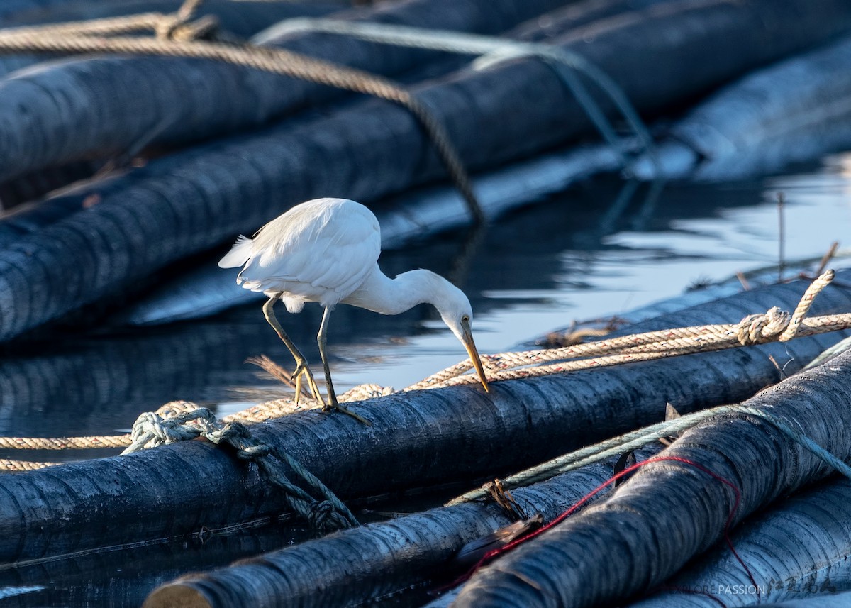 Chinese Egret - ML214731231