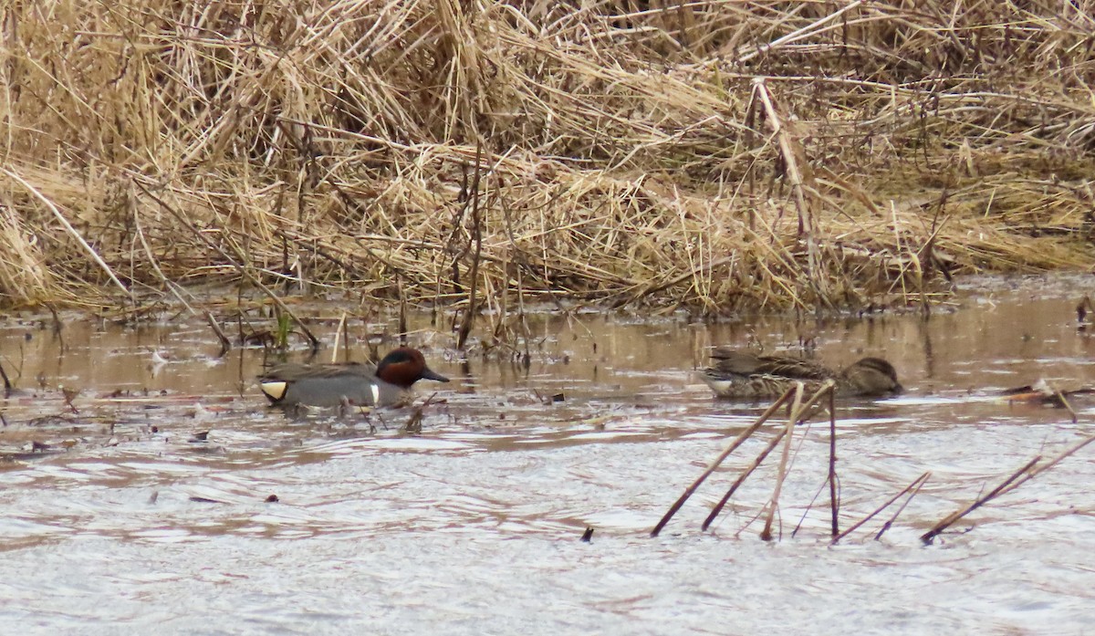 Green-winged Teal - Carena Pooth