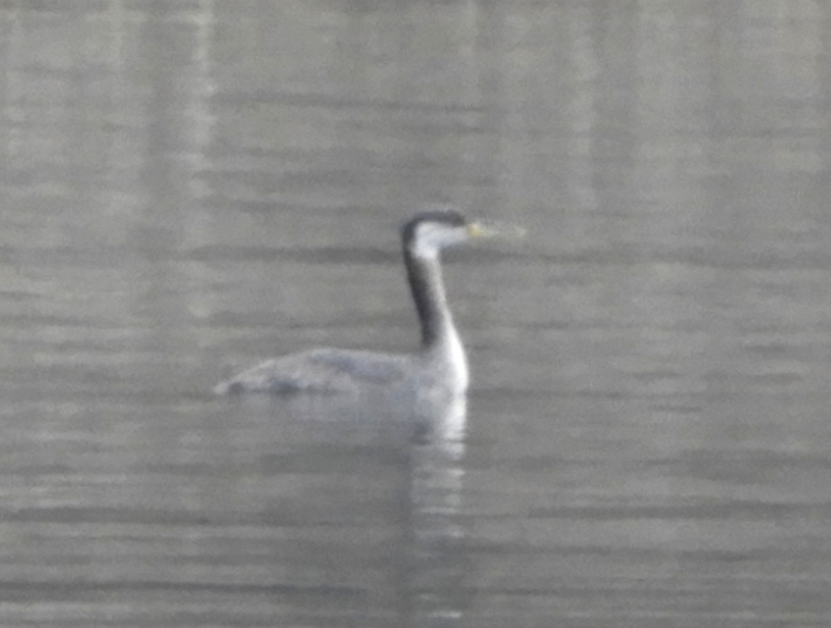 Red-necked Grebe - ML214735431