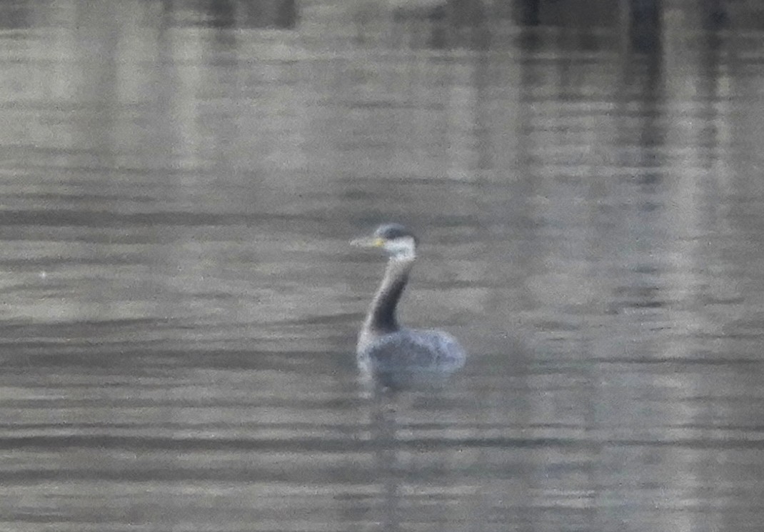 Red-necked Grebe - ML214735441