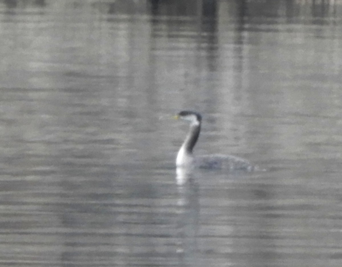 Red-necked Grebe - ML214735471