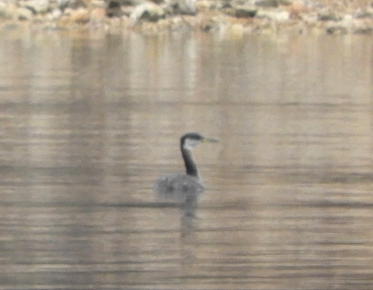 Red-necked Grebe - ML214735491