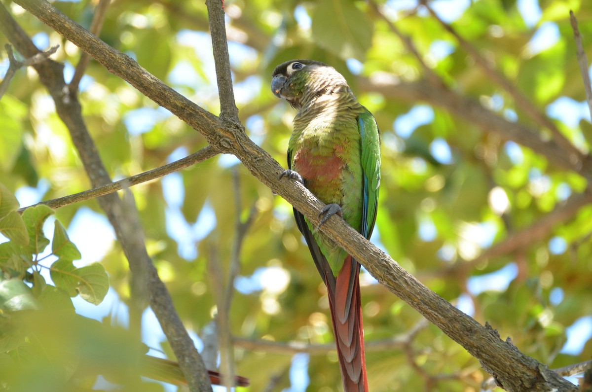 Green-cheeked Parakeet - Richard Garrigus