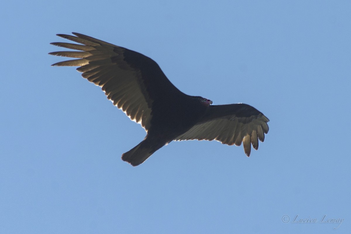 Turkey Vulture - ML214749021