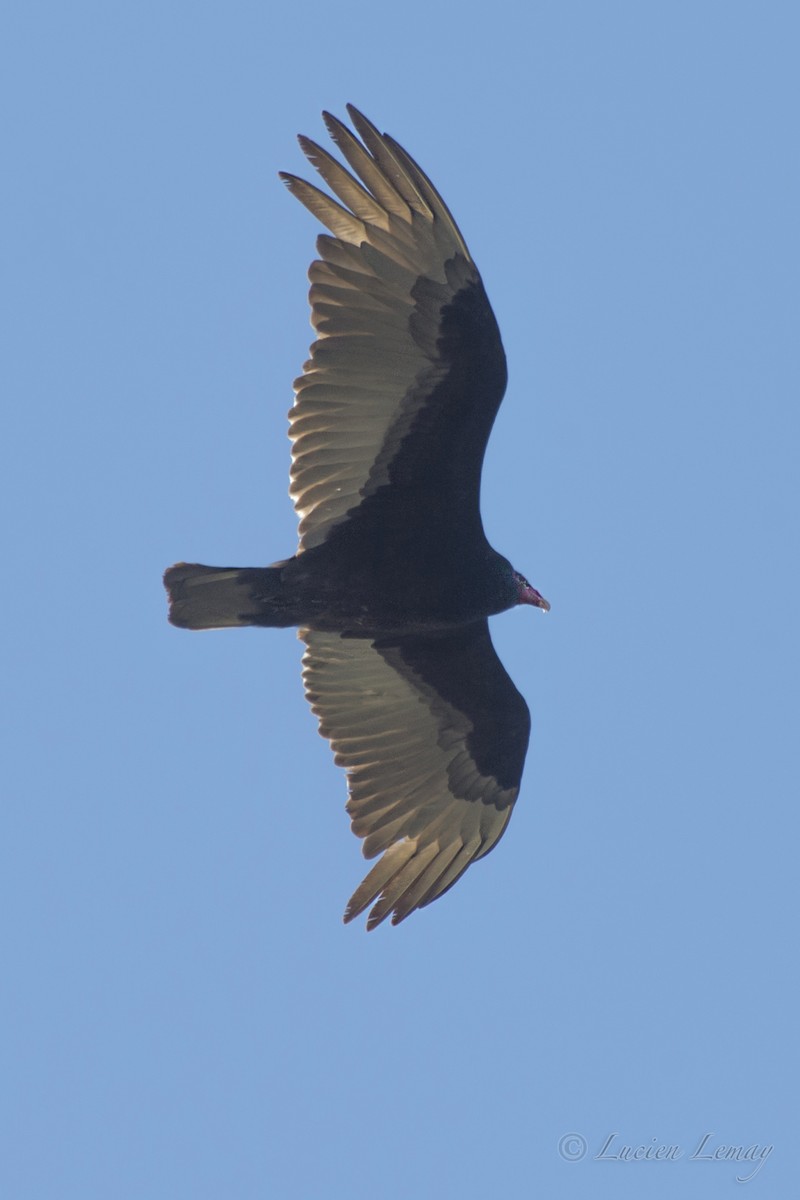 Turkey Vulture - ML214749041