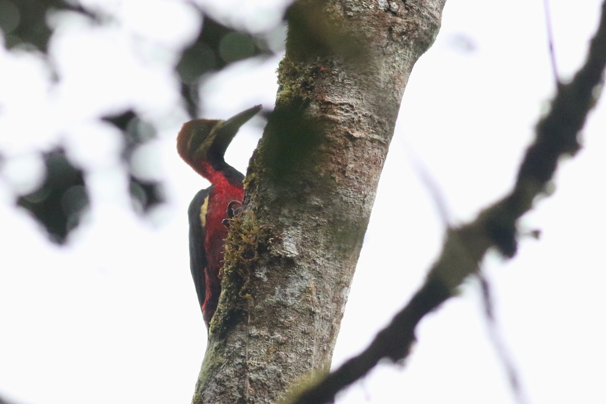 Crimson-bellied Woodpecker (Crimson-bellied) - ML214752271