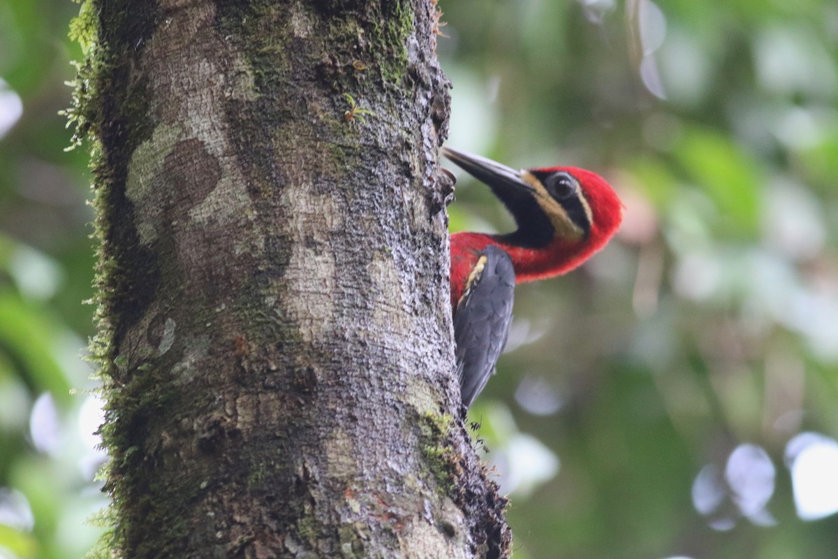 Crimson-bellied Woodpecker (Crimson-bellied) - ML214752391