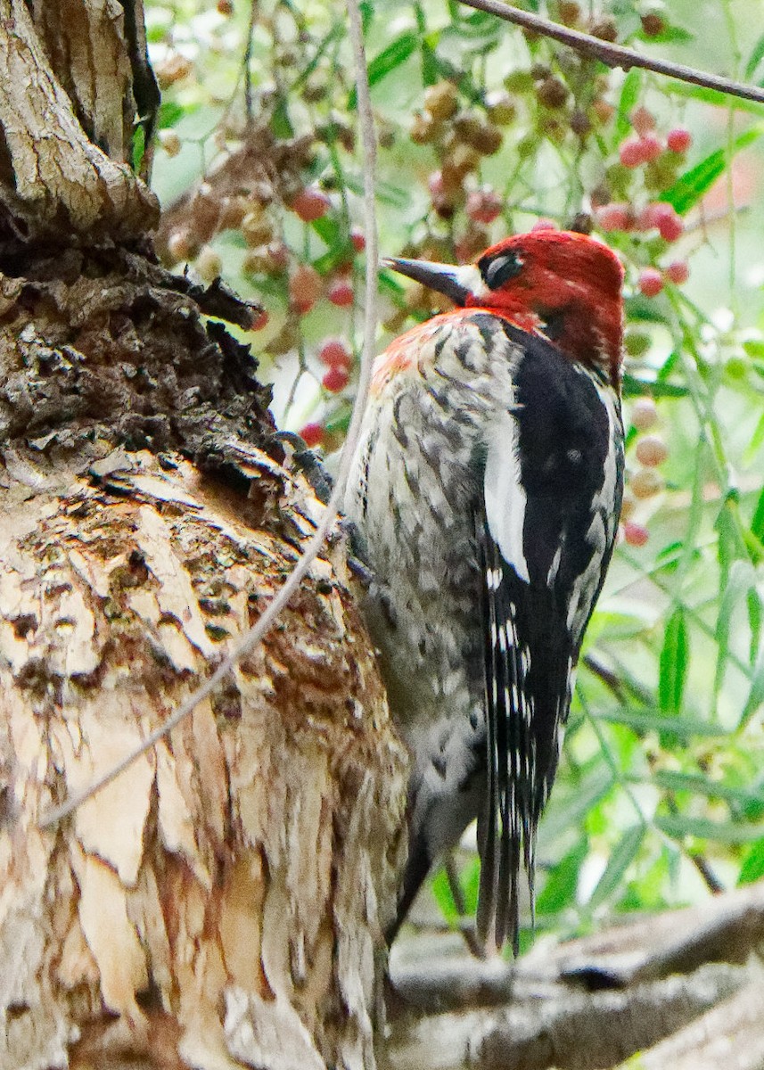 Red-breasted Sapsucker - ML214752921