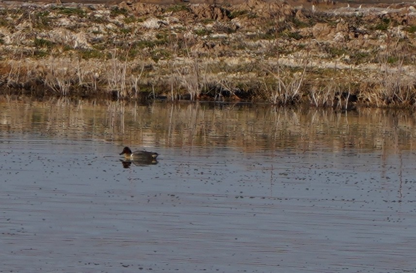 eBird Checklist - 29 Feb 2020 - Fort Quitman Pond - 31 species