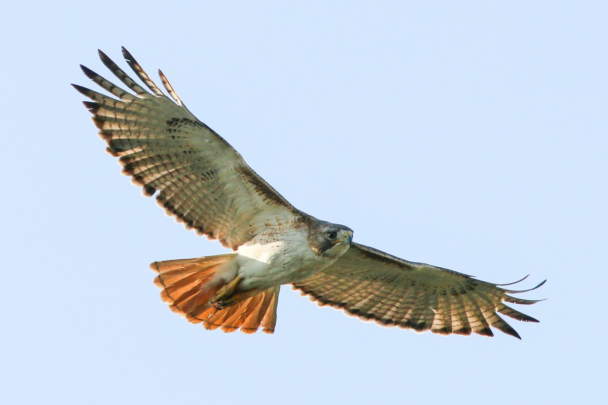 Red-tailed Hawk (fuertesi) - ML214760201