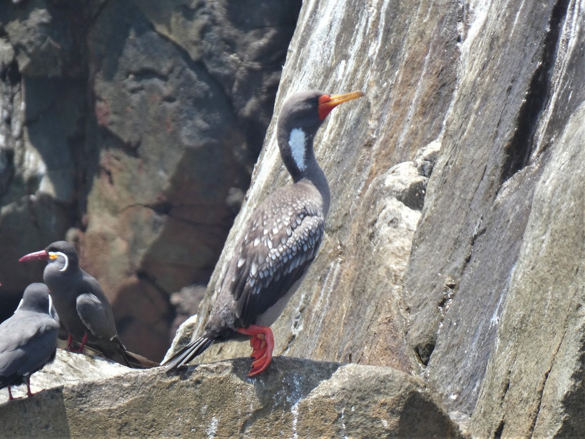 Red-legged Cormorant - James Court